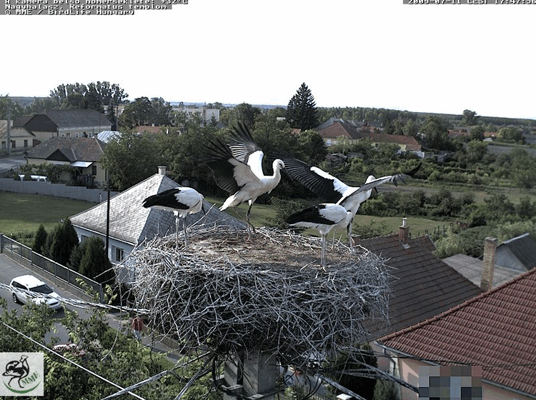 2009-07-11_174826.gif