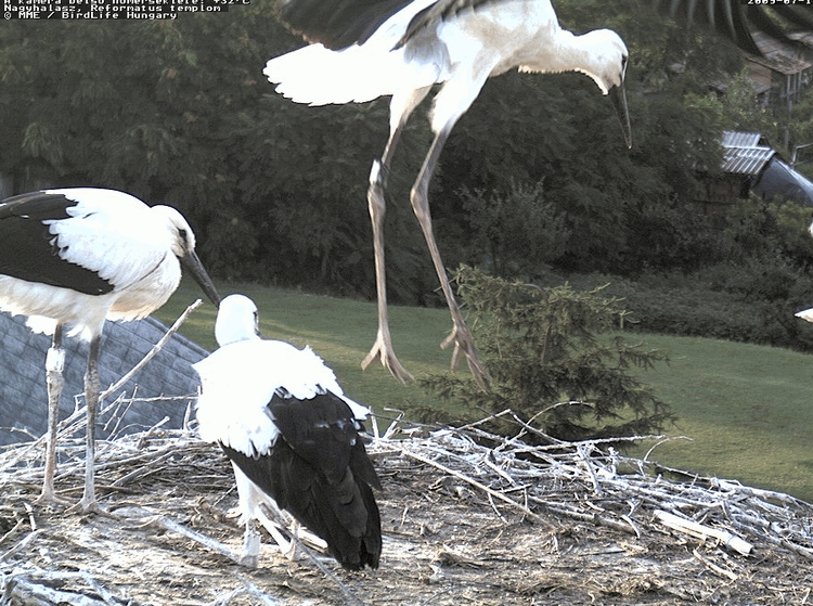 2009-07-11_190100.gif