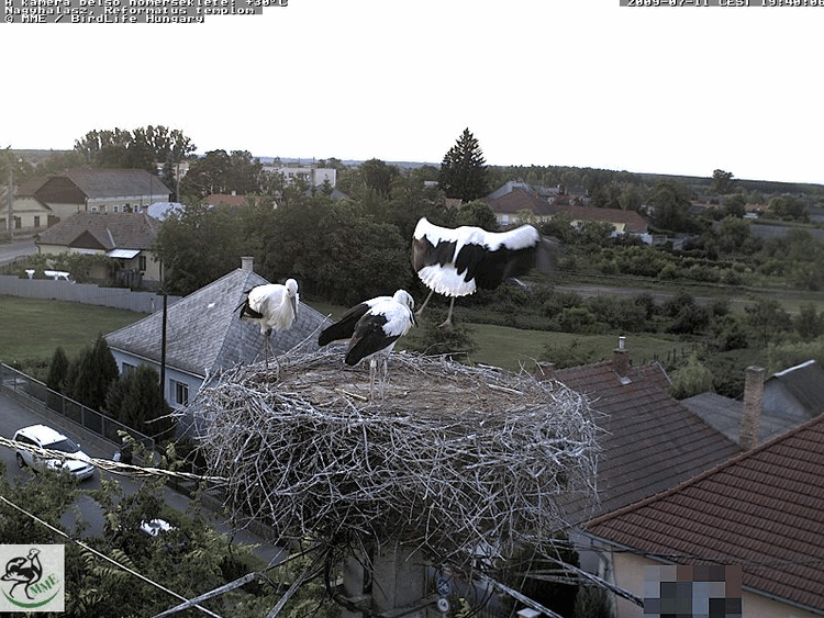 2009-07-11_194032.gif