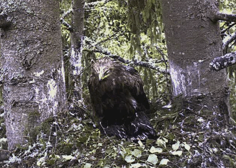 2009-07-11_202356.gif
