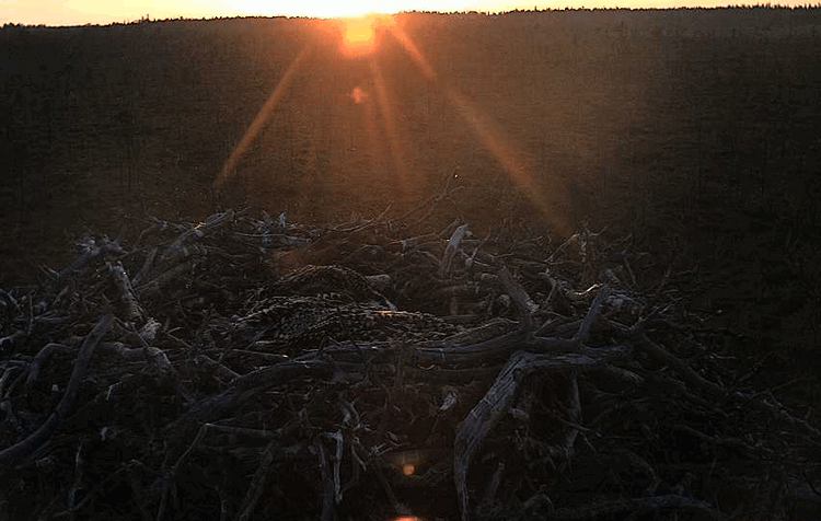 2009-07-11_215652.gif