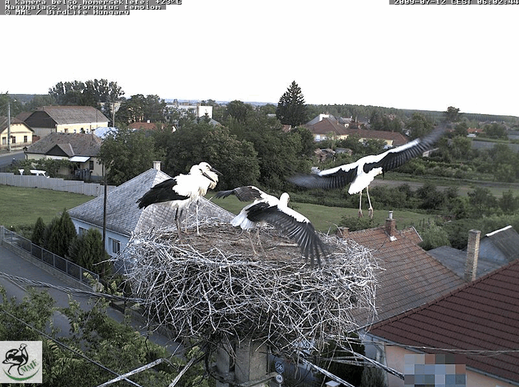 2009-07-12_060307.gif