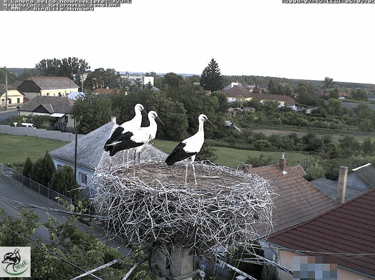 2009-07-12_060229.gif