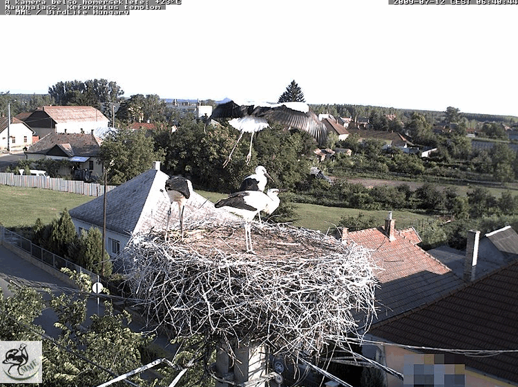 2009-07-12_064103.gif