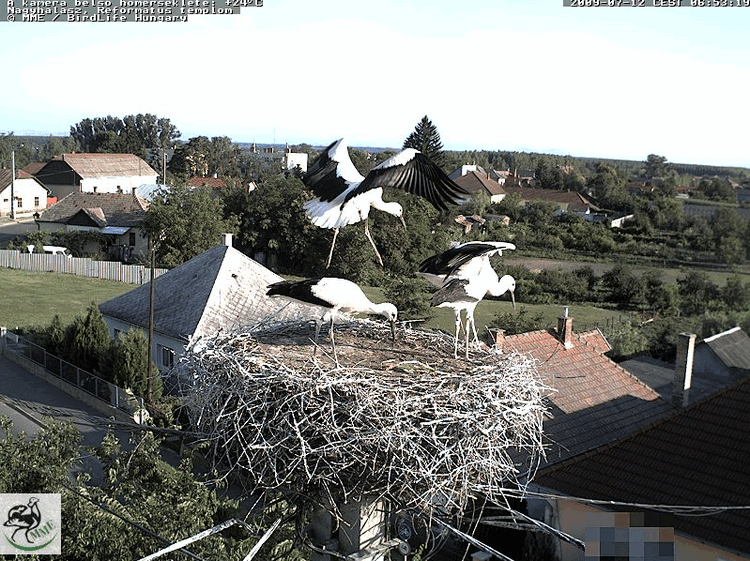 2009-07-12_065335.gif