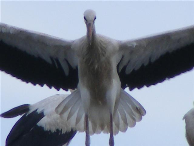 DSCF6656 (Small).JPG