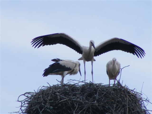 DSCF6657 (Small).JPG