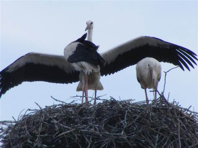 DSCF6658 (Small).JPG