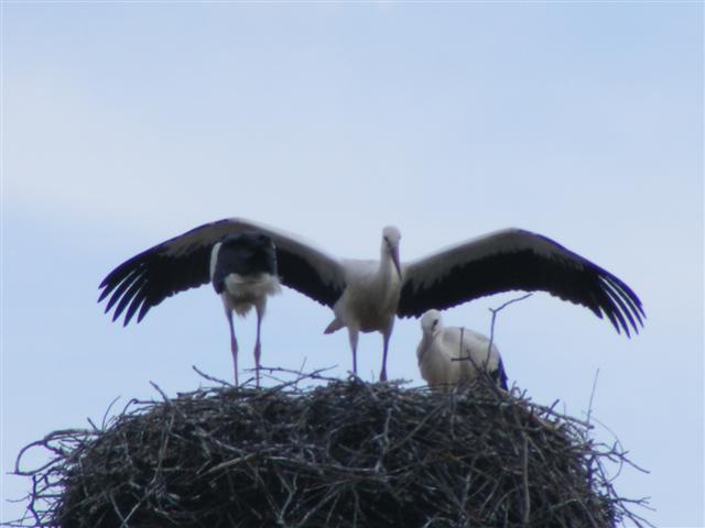 DSCF6659 (Small).JPG