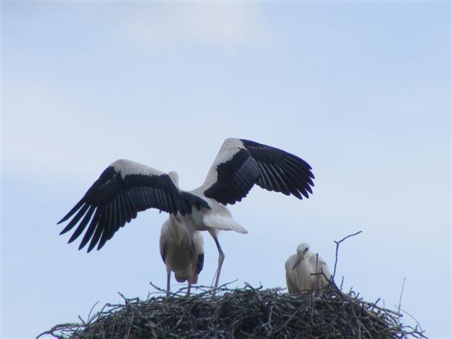 DSCF6661 (Small).JPG
