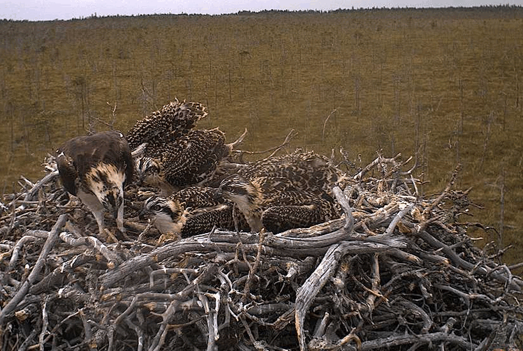 2009-07-12_143545.gif