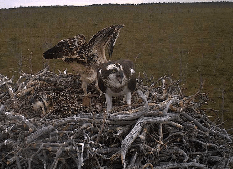 2009-07-12_162712.gif