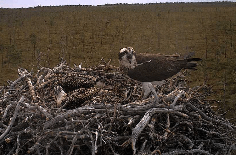 2009-07-12_174152.gif