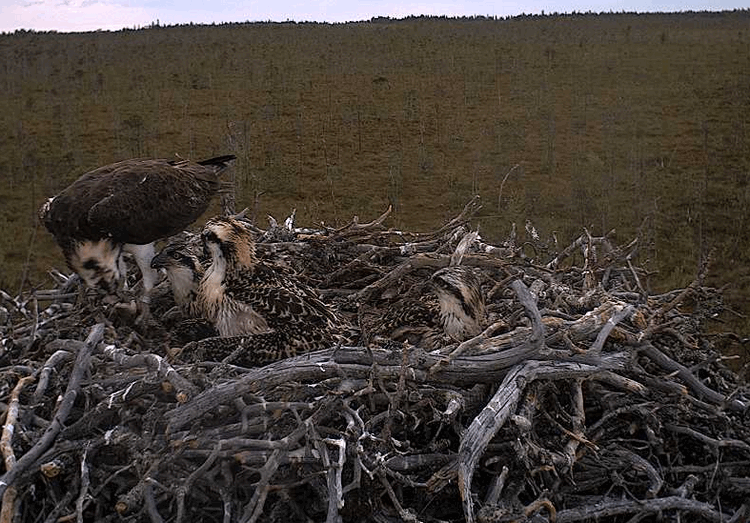 2009-07-12_175423.gif