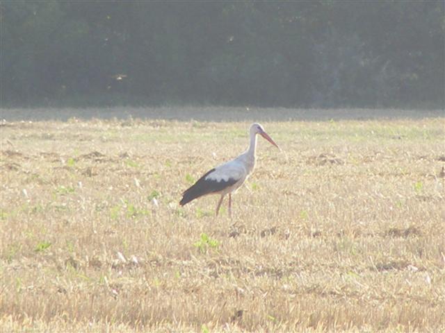 DSCF6689 (Small).JPG