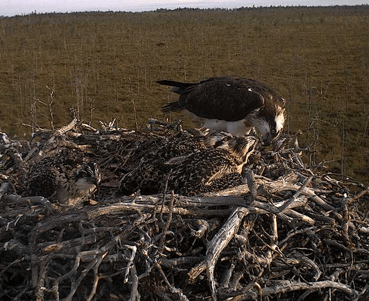 2009-07-13_053943.gif