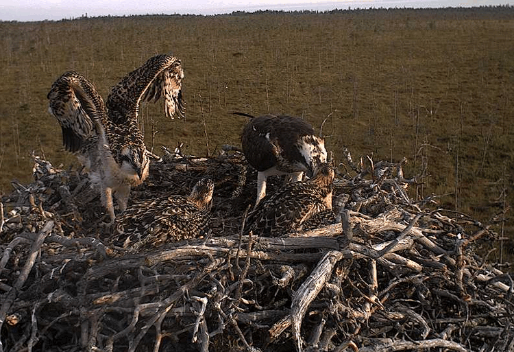 2009-07-13_054402.gif
