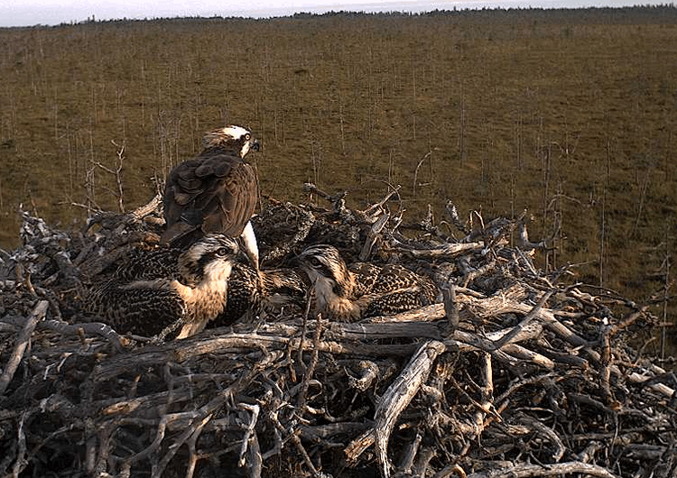 2009-07-13_054617.gif