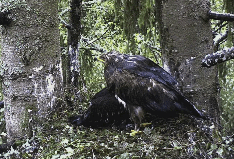 2009-07-13_060919.gif
