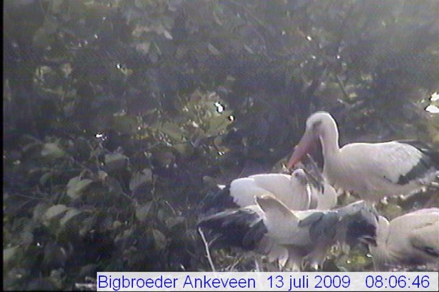 anke.jpg
