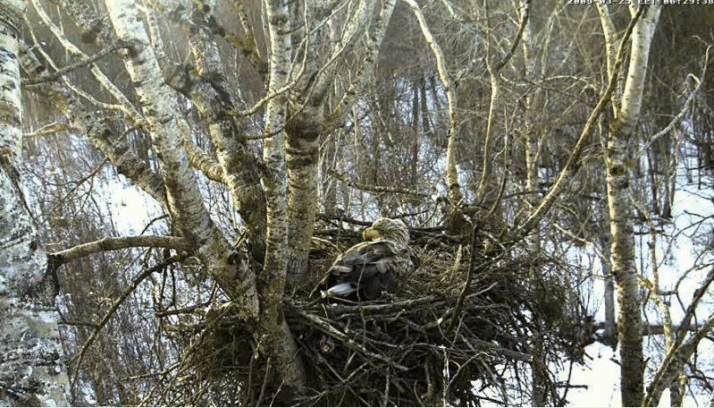 2009-03-25_054627.gif