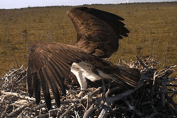 2009-07-14_145447.gif