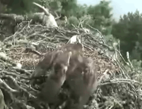 2009-07-14_173054.gif