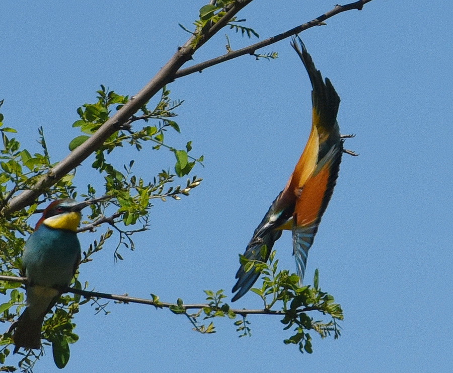 900 DSC_0326.JPG