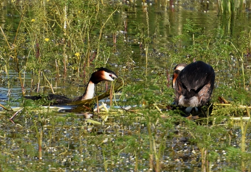 DSC_0682 800.JPG