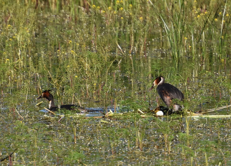 DSC_0685 800.JPG