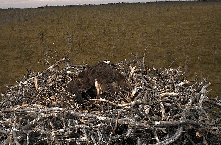 2009-07-16_121425.gif