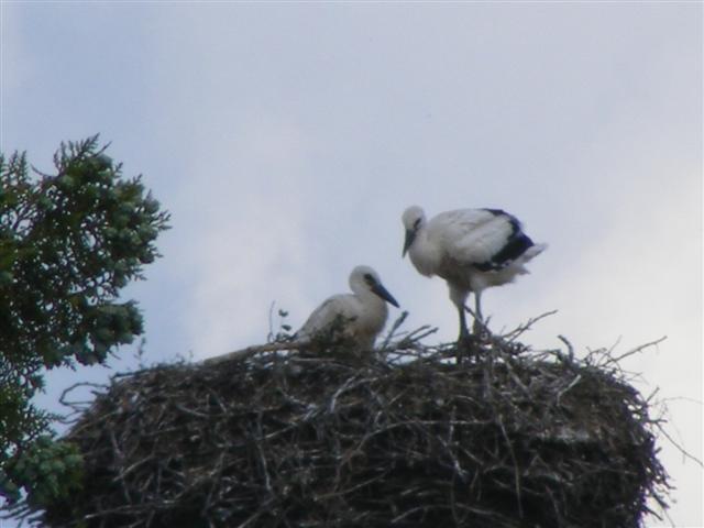 DSCF6651 (Small).JPG