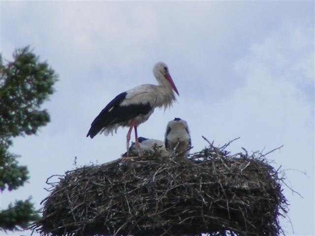 DSCF6664 (Small).JPG