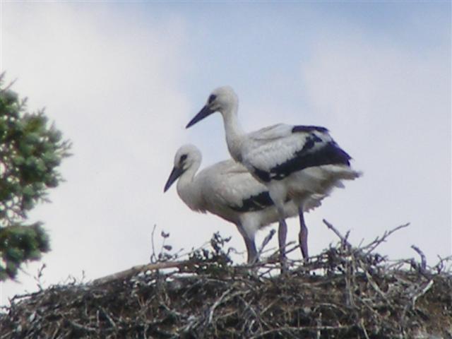 DSCF6647 (Small).JPG