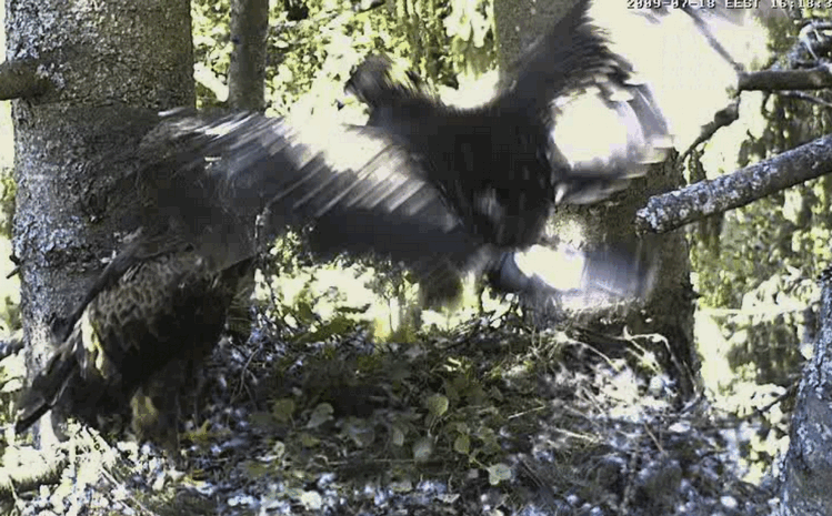 2009-07-18_191513.gif