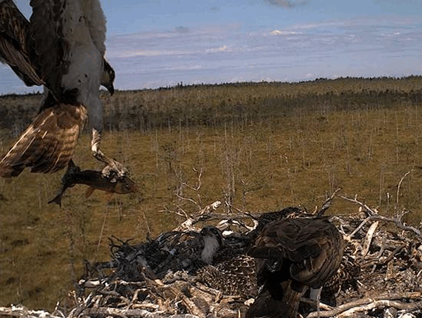 2009-07-19_081831.gif