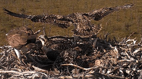 2009-07-19_081926.gif